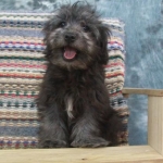 HavaPoo (Havanese/Poodle)