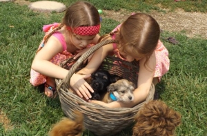 Grand-daughters & Puppies