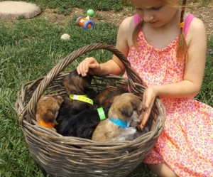 Grand-daughters & Puppies
