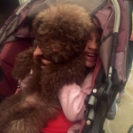 Yorkshire terrier poodle havanese puppy breeder ohio