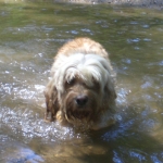 brindle poodle breeder ohio