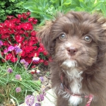 Yorkshire terrier poodle havanese puppy breeder ohio