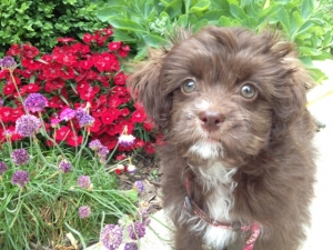Yorkshire terrier poodle havanese puppy breeder ohio