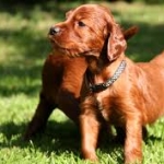 brindle poodle breeder ohio
