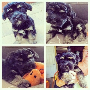 Yorkshire terrier breeder ohio