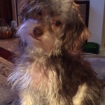 Yorkshire terrier breeder ohio