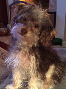 Yorkshire terrier breeder ohio
