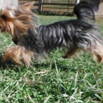 Yorkshire terrier breeder ohio