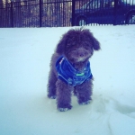 Yorkshire terrier poodle havanese puppy breeder ohio