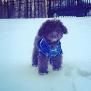 Yorkshire terrier poodle havanese puppy breeder ohio