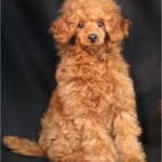 brindle poodle breeder ohio