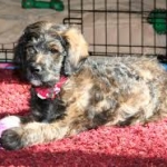 brindle poodle breeder ohio