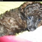 brindle poodle breeder ohio