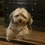 Yorkshire terrier poodle havanese puppy breeder ohio