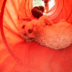 Playtime