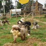 Playtime