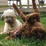 Playtime