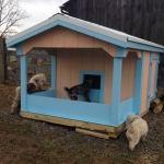 New DogHouse & ANOTHER PlayYard