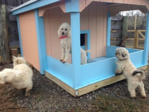 New DogHouse & ANOTHER PlayYard
