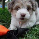 Havanese / Poodle / Yorkie Puppy Breeder