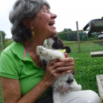 Havanese / Poodle / Yorkie Puppy Breeder