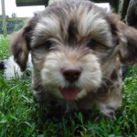 Havanese / Poodle / Yorkie Puppy Breeder