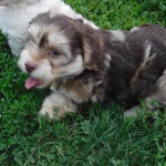 Havanese / Poodle / Yorkie Puppy Breeder