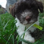 Havanese / Poodle / Yorkie Puppy Breeder