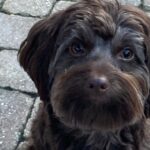 HavaPooKie (Havanese/Yorkie/Poodle)