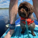 HavaPooKie (Havanese/Yorkie/Poodle)