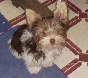 Chocolate Parti Yorkshire Terrier 