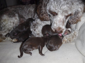 Christmas puppies