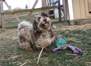 HavaPoo Havanese Mini Poodle breeder Ohio
