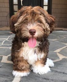 havanese yorkshire terrier