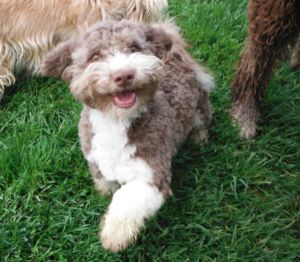 HavaPoo Havanese Mini Poodle breeder Ohio