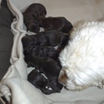 Lily & her 7 babies!