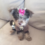 Havanese / Poodle / Yorkie Puppy Breeder