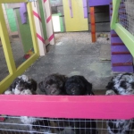 Breeding & Raising Puppies