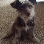 Havanese / Poodle / Yorkie Puppy Breeder