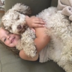 Havanese / Poodle / Yorkie Puppy Breeder