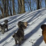 Winter Hiking with the Dogs