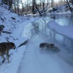 Winter Hiking with the Dogs