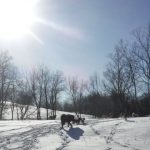 Winter Hiking with the Dogs