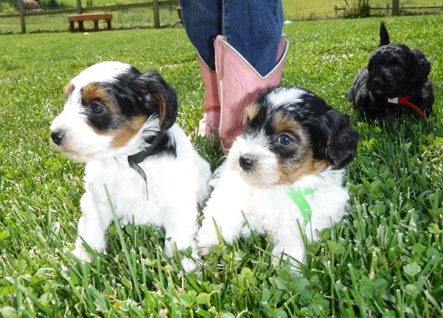 TicTac/Paisley’s YorkiePoo Puppies | Yorkshire Terrier/Poodle – Sunny ...