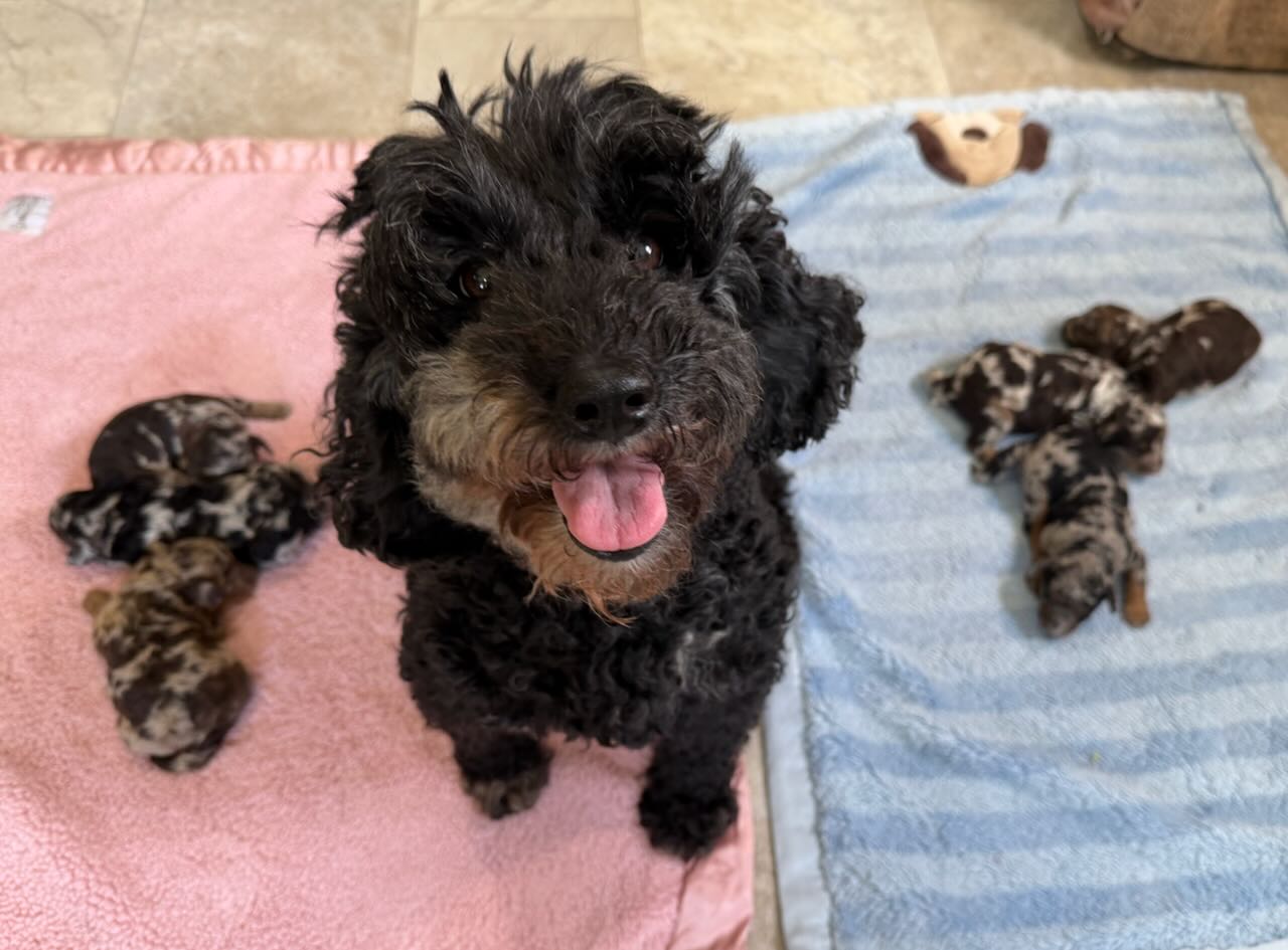 Mini Moyen Klien Poodle puppies for sale