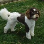 Moyen/Klien Poodle Daddy "SCAMPER"