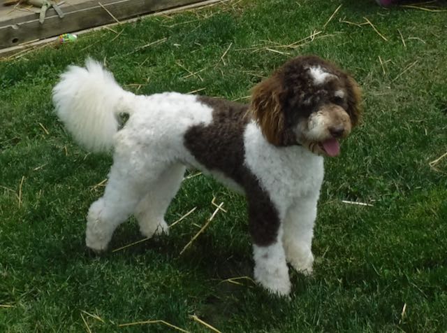 Moyen/Klien Poodle Daddy "SCAMPER"