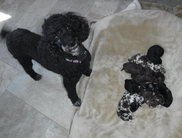 Nicker's with her 8 Beautiful newborn HavaPoo Puppies!!