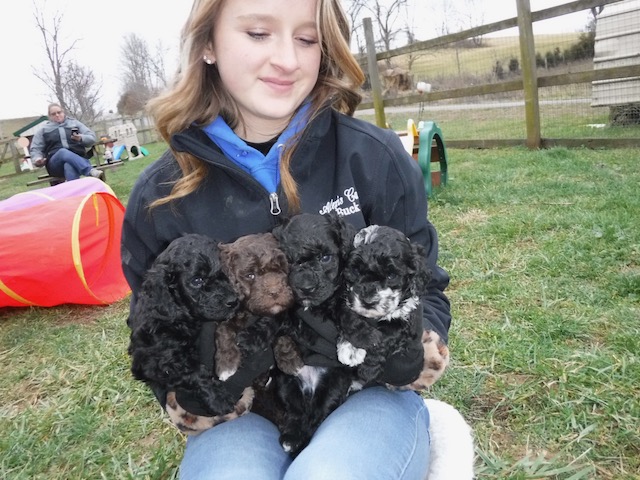 Nickers' 4 Available HavaPoo (AKA HavaNoodle) Puppies!!!