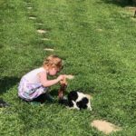 YorkiPoo puppies for sale
